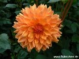 085Dahlie.JPG