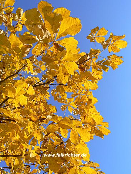 Leuchtend gelbes Kastanienlaub im Herbst