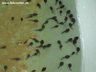 Zum Vergrößern bitte anklicken
